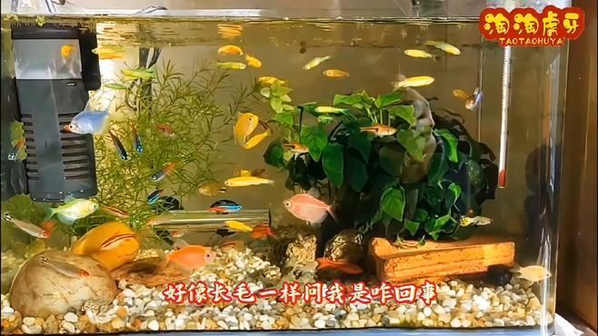 如何判斷魚(yú)缸絮狀物是否由病菌引起，如何判斷魚(yú)缸中的絮狀物是否由病菌引起？