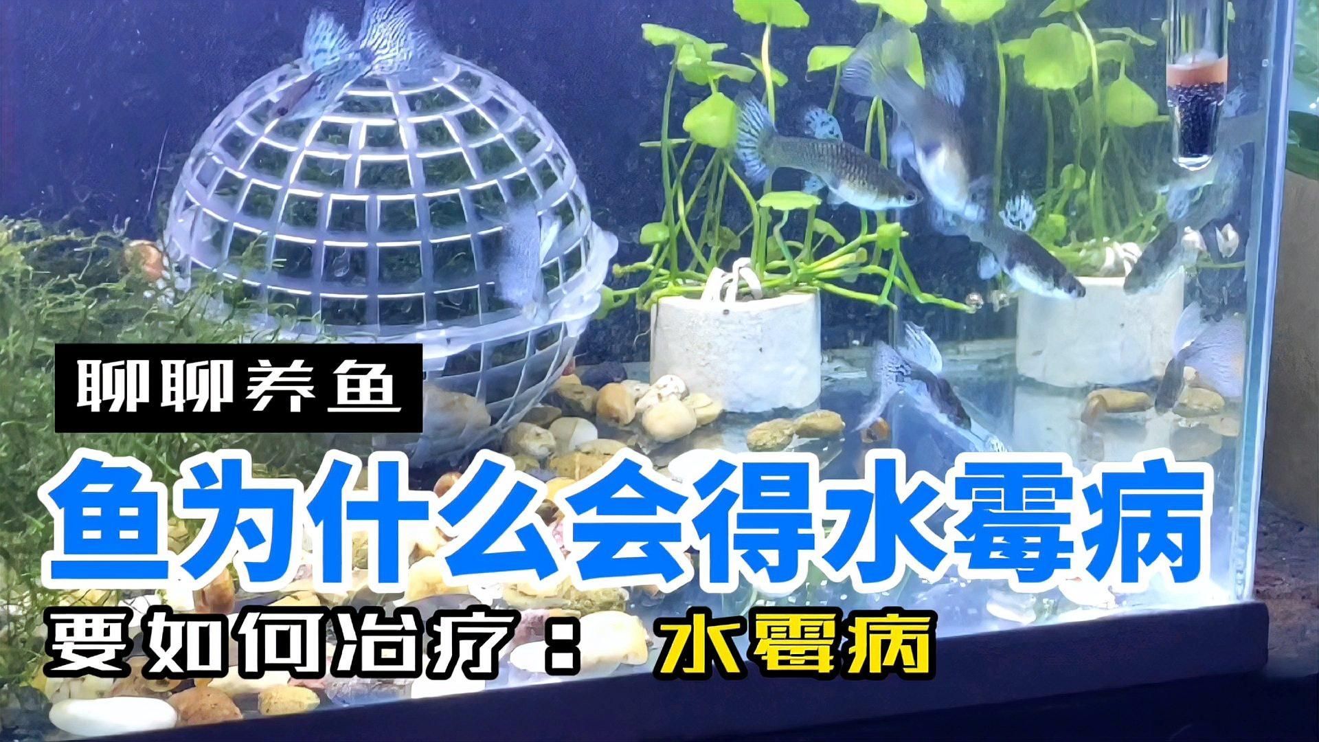 如何判斷魚(yú)缸絮狀物是否由病菌引起，如何判斷魚(yú)缸中的絮狀物是否由病菌引起？