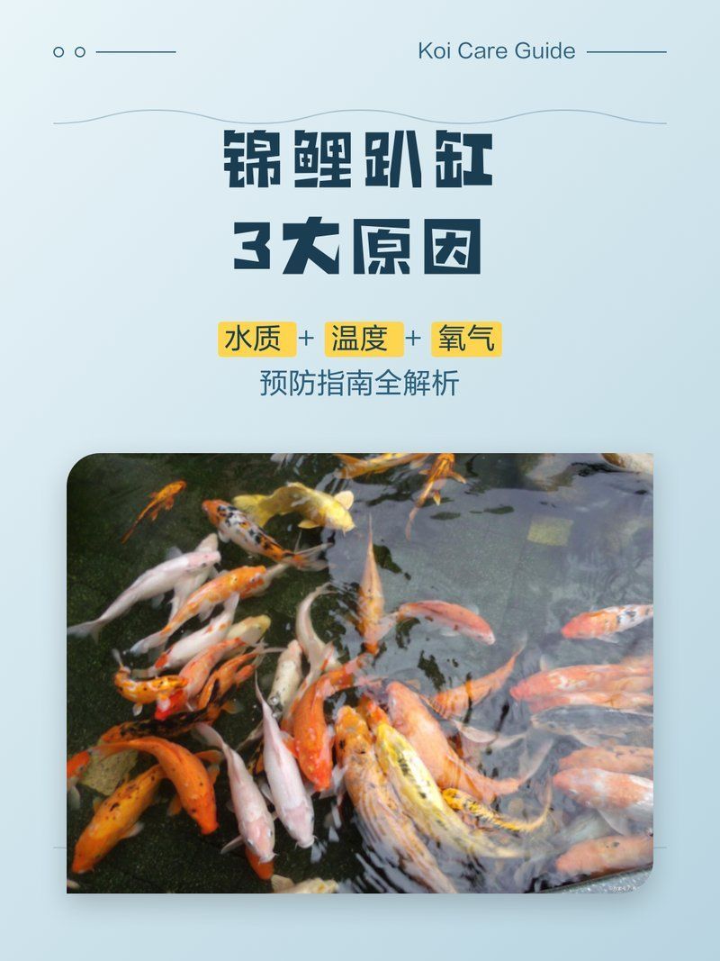如何預(yù)防錦鯉趴缸和側(cè)翻，如何預(yù)防錦鯉趴缸
