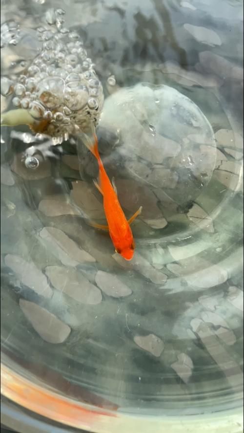 給我一些金魚爛尾巴潰爛的圖片，關(guān)于金魚爛尾巴潰爛的一些建議