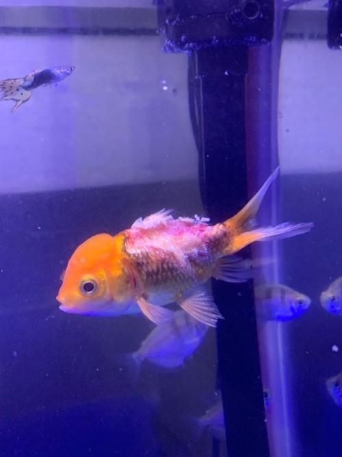 給我一些金魚爛尾巴潰爛的圖片，關(guān)于金魚爛尾巴潰爛的一些建議