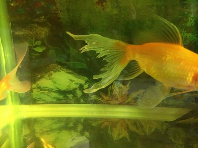 給我一些金魚爛尾巴潰爛的圖片，關(guān)于金魚爛尾巴潰爛的一些建議