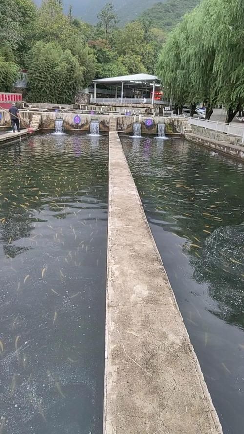 和政龍魚的養殖技術有哪些？，“和政龍魚”的養殖技術需要清潔、富含氧的水質管理 和政龍魚的養殖技術有哪些？，“和政龍魚”的養殖技術需要清潔、富含氧的水質管理 龍魚百科 第5張