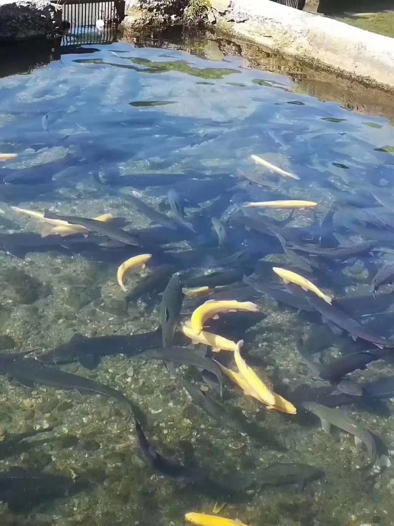 和政龍魚的養殖技術有哪些？，“和政龍魚”的養殖技術需要清潔、富含氧的水質管理 和政龍魚的養殖技術有哪些？，“和政龍魚”的養殖技術需要清潔、富含氧的水質管理 龍魚百科 第4張