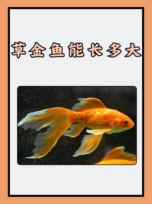 新手養金魚指南，新手養金魚基礎知識