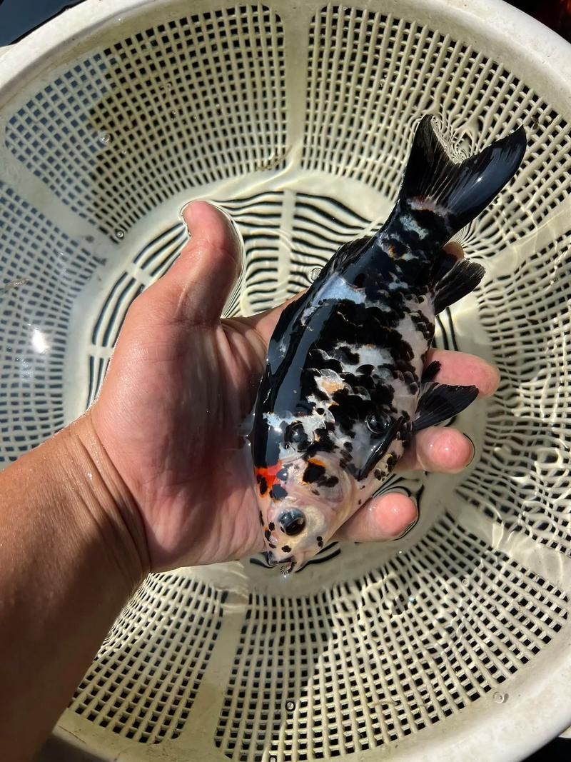 新手養金魚指南，新手養金魚基礎知識