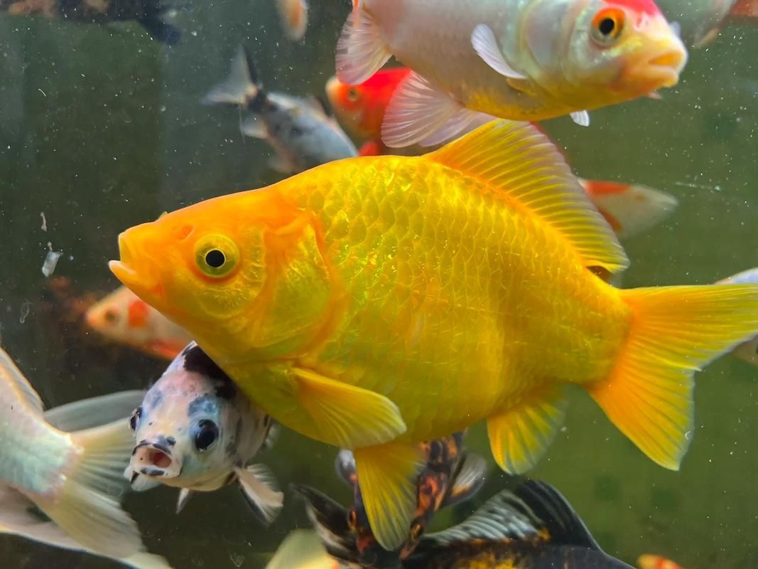 新手養金魚指南，新手養金魚基礎知識