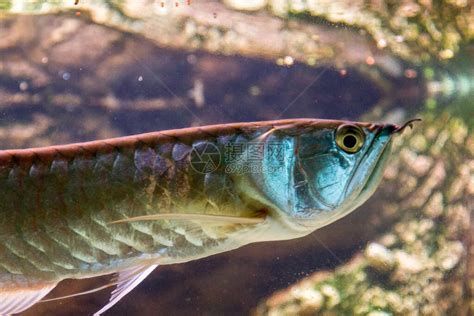 龍魚躲角落多久需要干預？，如何判斷龍魚是否需要干預