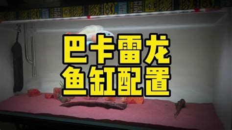 龍魚躲角落多久需要干預？，如何判斷龍魚是否需要干預