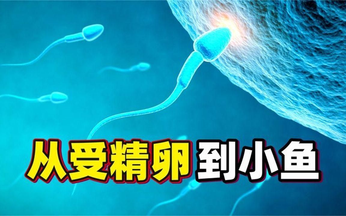 六角龍魚有哪些獨特的繁殖方式？，六角龍魚的繁殖方式 六角龍魚有哪些獨特的繁殖方式？，六角龍魚的繁殖方式 龍魚百科 第3張