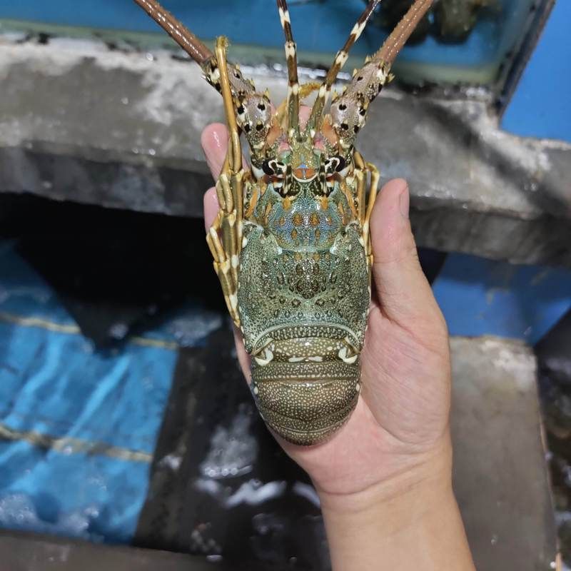 小青龍魚的營(yíng)養(yǎng)價(jià)值有哪些？，小青龍魚的營(yíng)養(yǎng)價(jià)值與營(yíng)養(yǎng)成分的科學(xué)依據(jù)及可視化
