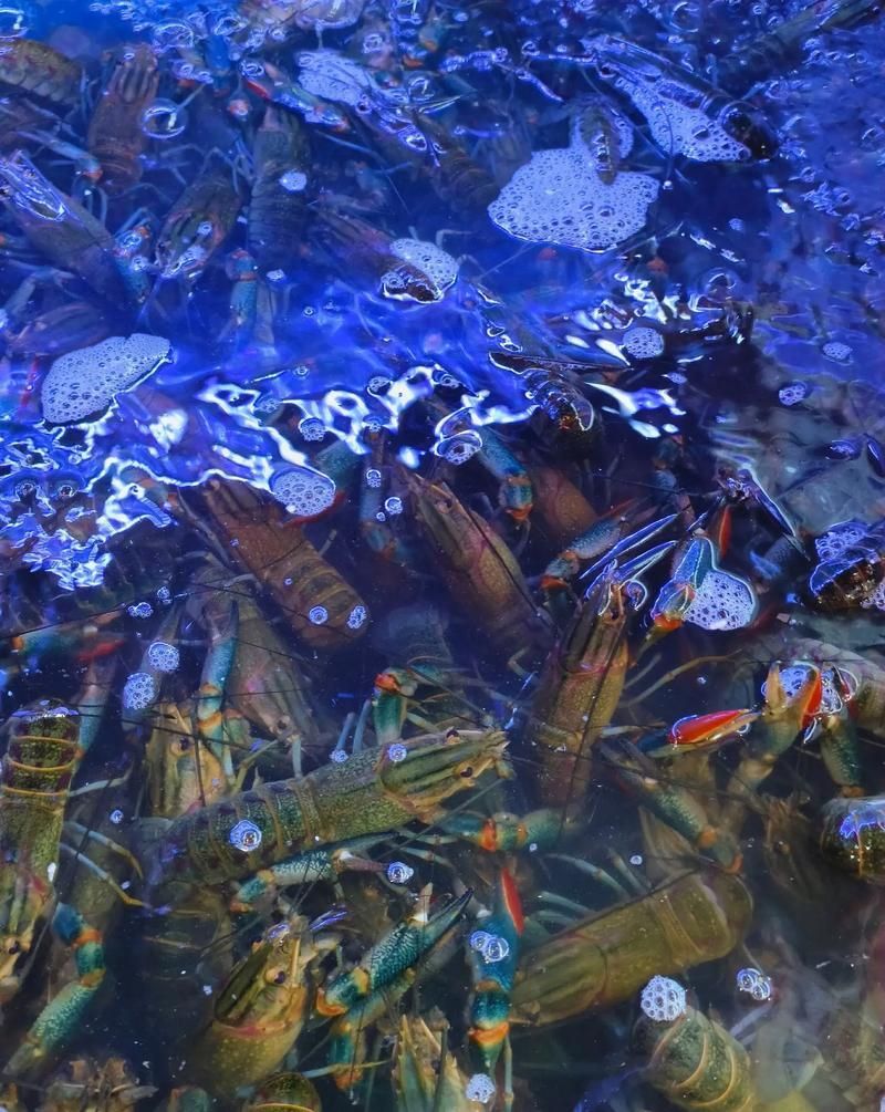 小青龍魚的營(yíng)養(yǎng)價(jià)值有哪些？，小青龍魚的營(yíng)養(yǎng)價(jià)值與營(yíng)養(yǎng)成分的科學(xué)依據(jù)及可視化