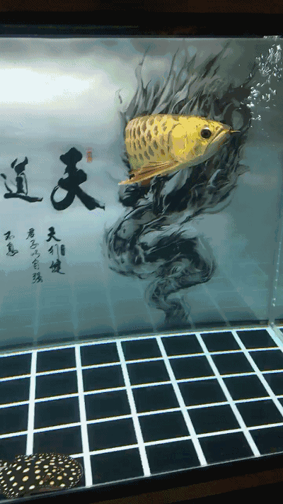 推薦一些動態(tài)的全龍魚壁紙，全龍魚壁紙是一種視覺盛宴，它們通過動畫和特效讓龍魚在屏幕上生動地游動