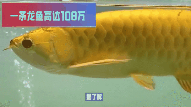 推薦一些動態(tài)的全龍魚壁紙，全龍魚壁紙是一種視覺盛宴，它們通過動畫和特效讓龍魚在屏幕上生動地游動