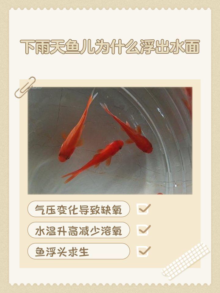 下雨后魚浮頭是什么原因，下雨后魚為什么浮在水面