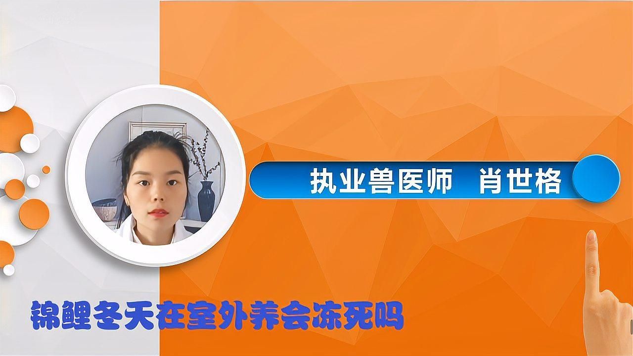 錦鯉和龍魚哪個更耐寒，錦鯉和龍魚哪個壽命更長？