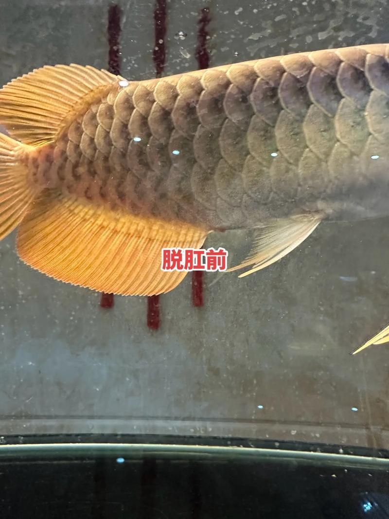 如何判斷金龍魚是否細菌性腸炎？，如何判斷金龍魚是否患有細菌性腸炎