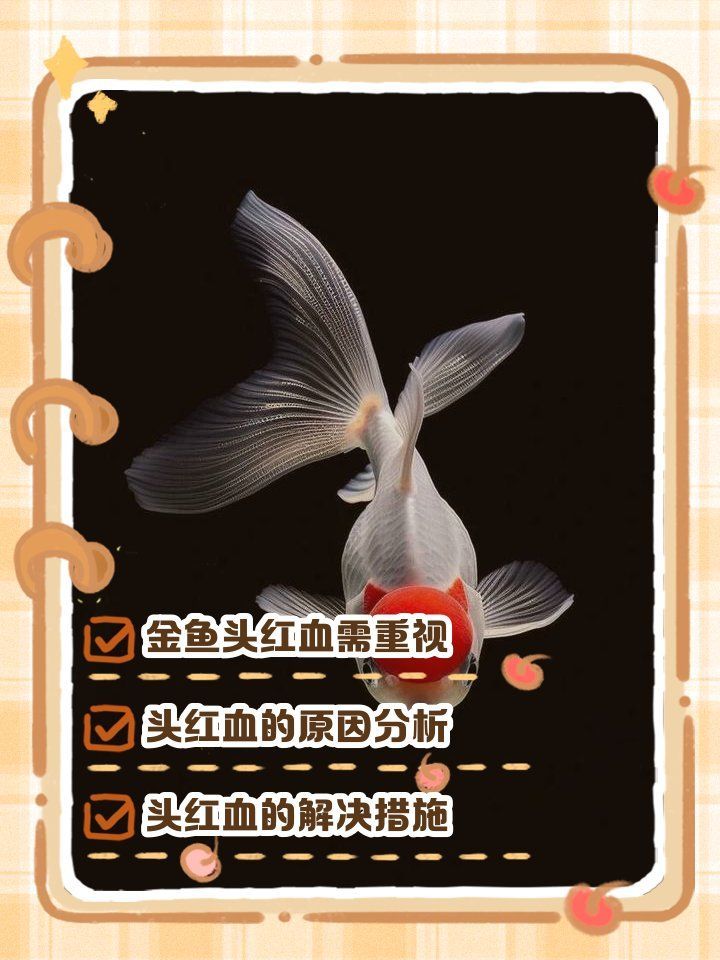如何判斷自己是否魚頭充血 如何判斷自己是否魚頭充血 龍魚百科 第2張