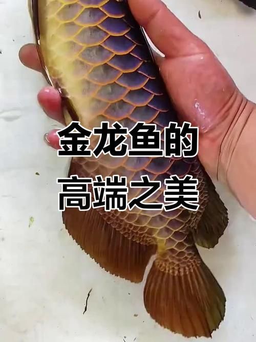 不同價位龍魚的外觀特征有何區別，不同價位龍魚價格差異