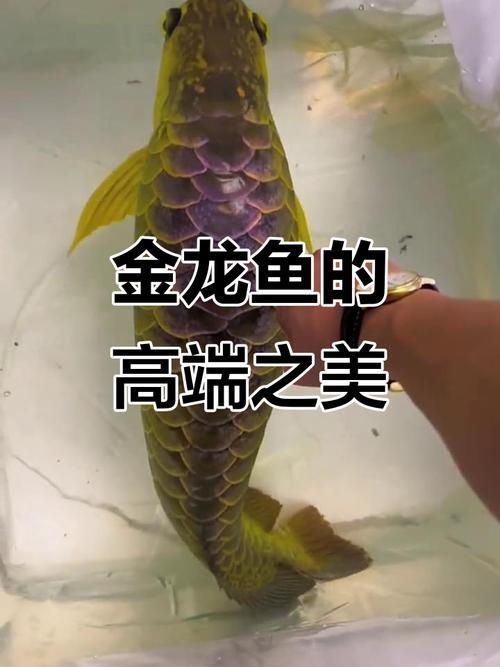 不同價位龍魚的外觀特征有何區別，不同價位龍魚價格差異