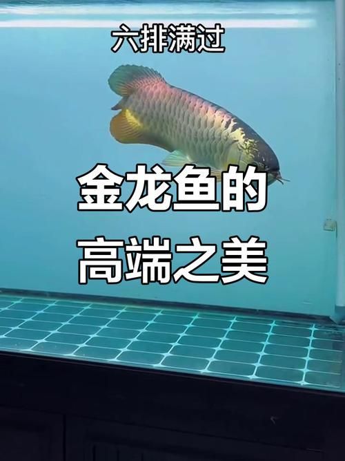 不同價位龍魚的外觀特征有何區別，不同價位龍魚價格差異