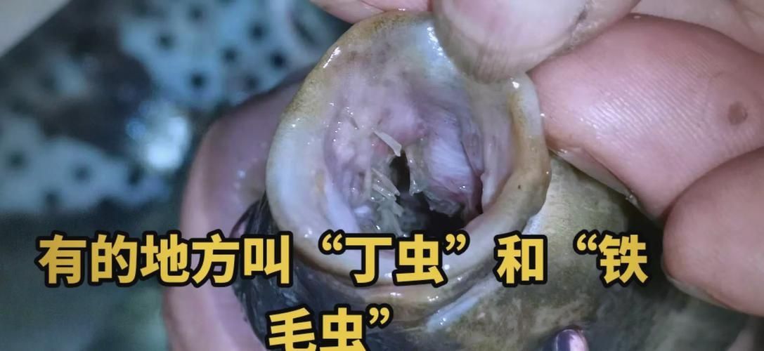 能否給出錨頭鳋的寄生宿主示例，如何防治錨頭鳋病