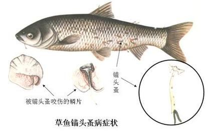 能否給出錨頭鳋的寄生宿主示例，如何防治錨頭鳋病