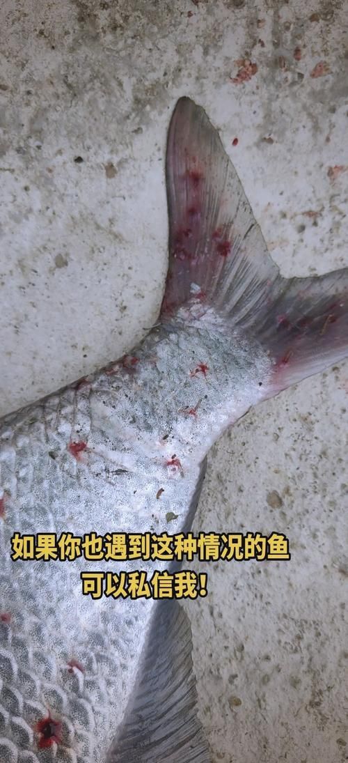 能否給出錨頭鳋的寄生宿主示例，如何防治錨頭鳋病