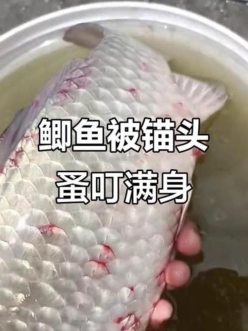 能否給出錨頭鳋的寄生宿主示例，如何防治錨頭鳋病