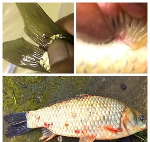 能否給出錨頭鳋的寄生宿主示例，如何防治錨頭鳋病