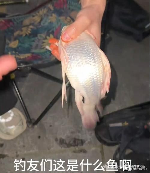 化龍魚有哪些品種，浙江男子68元售出“化龍魚”，網友估價高達5800元