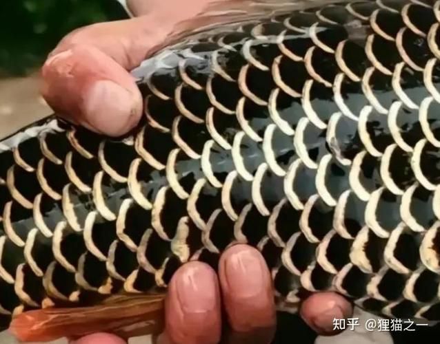 化龍魚有哪些品種，浙江男子68元售出“化龍魚”，網友估價高達5800元