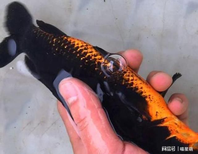 化龍魚有哪些品種，浙江男子68元售出“化龍魚”，網友估價高達5800元