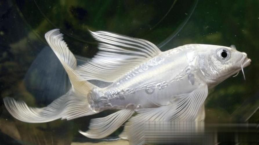 化龍魚有哪些品種，浙江男子68元售出“化龍魚”，網友估價高達5800元