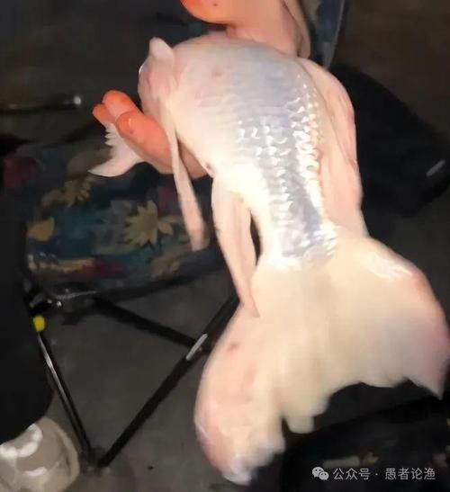 化龍魚有哪些品種，浙江男子68元售出“化龍魚”，網友估價高達5800元