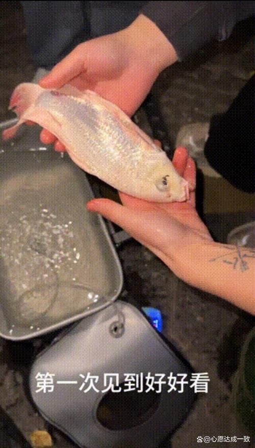 化龍魚有哪些品種，浙江男子68元售出“化龍魚”，網友估價高達5800元
