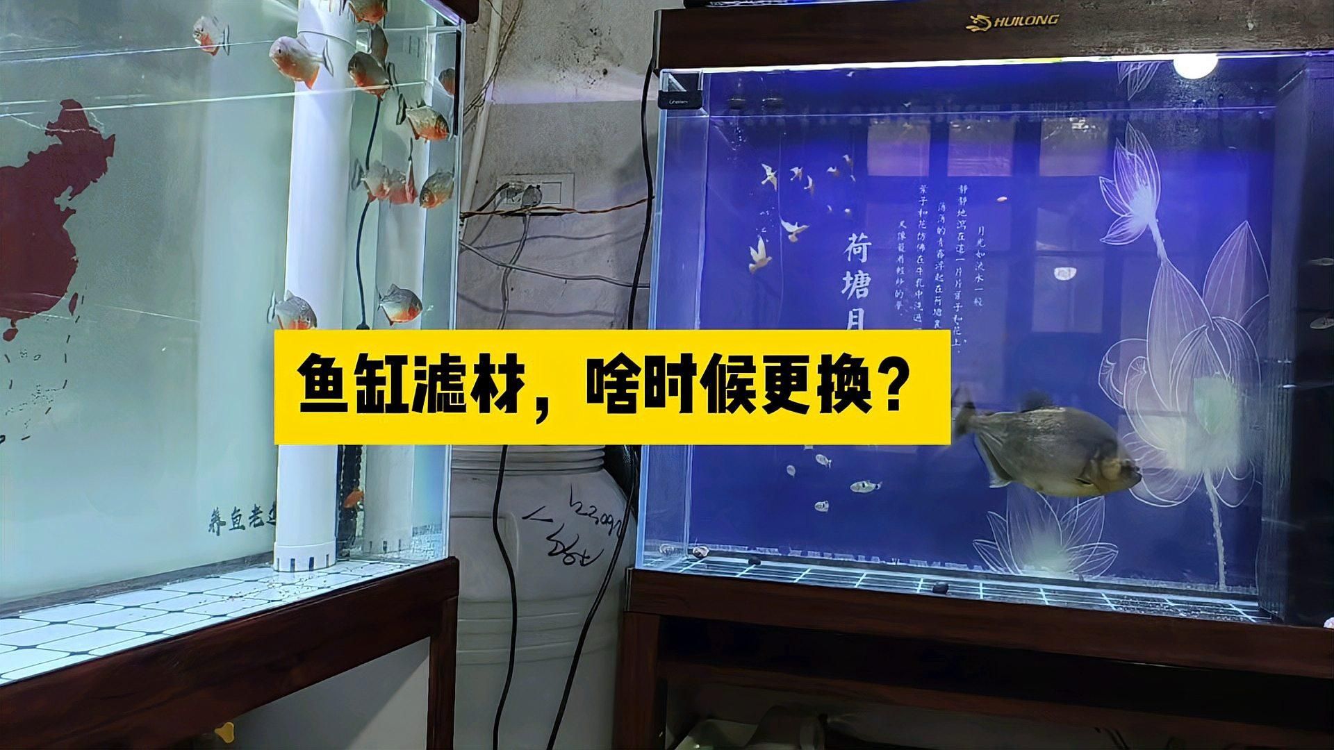 魚缸濾材多久更換一次？，如何判斷魚缸濾材是否需要更換？