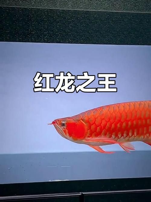 給我一些紅龍品相判斷的實例圖片，如何判斷紅龍的品相