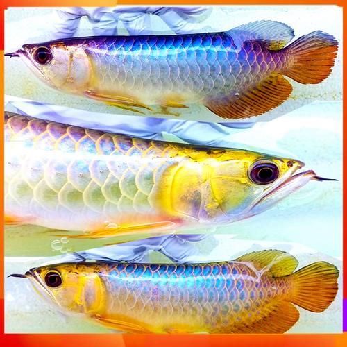 有哪些辣椒紅龍魚(yú)品種，亞洲龍魚(yú)中的辣椒紅龍魚(yú)主要品種詳解