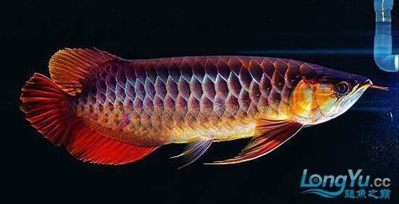 有哪些辣椒紅龍魚(yú)品種，亞洲龍魚(yú)中的辣椒紅龍魚(yú)主要品種詳解
