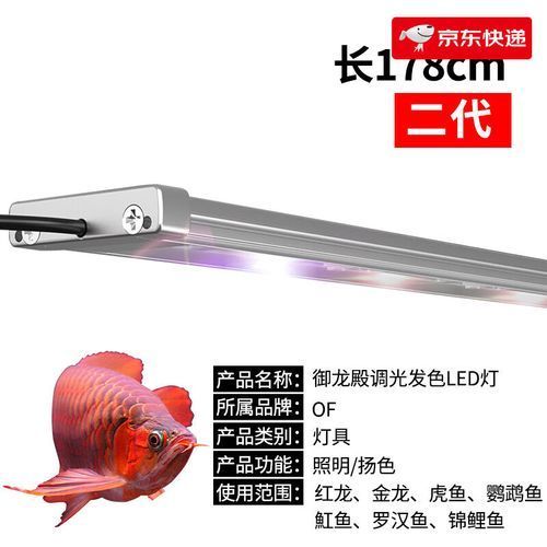 馬尾龍魚有哪些獨特的飼養需求？，馬尾龍魚獨特飼養需求詳解