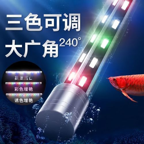 馬尾龍魚有哪些獨特的飼養需求？，馬尾龍魚獨特飼養需求詳解