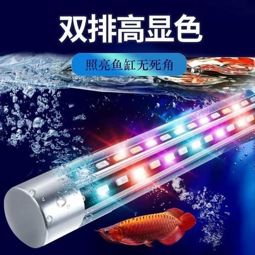 馬尾龍魚有哪些獨特的飼養需求？，馬尾龍魚獨特飼養需求詳解