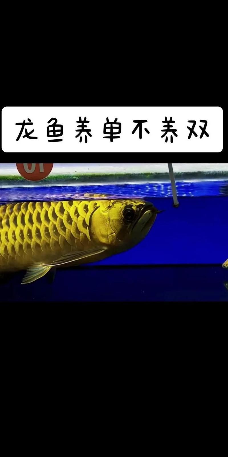 有哪些觀賞魚不適合與龍魚混養，龍魚混養時需要注意哪些事項與龍魚混養需要注意哪些事項