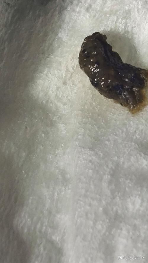 怎樣判斷魚得了內寄還是腸炎，如何判斷魚類內寄生蟲感染與細菌性腸炎