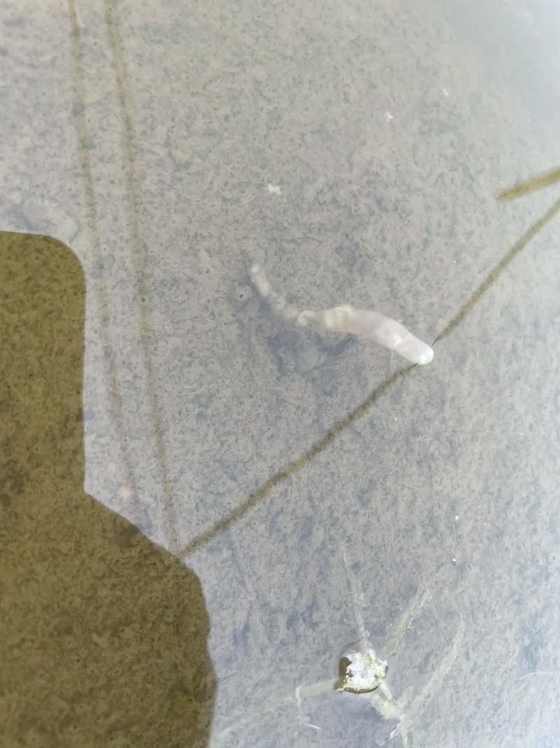 怎樣判斷魚得了內寄還是腸炎，如何判斷魚類內寄生蟲感染與細菌性腸炎