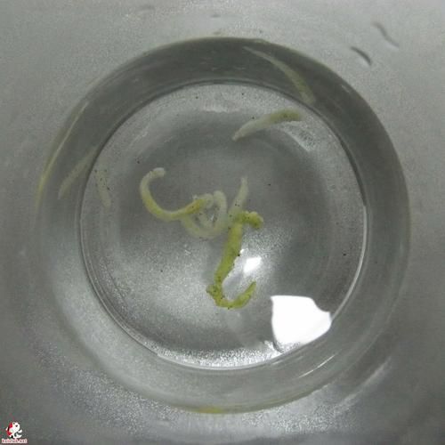 怎樣判斷魚得了內寄還是腸炎，如何判斷魚類內寄生蟲感染與細菌性腸炎
