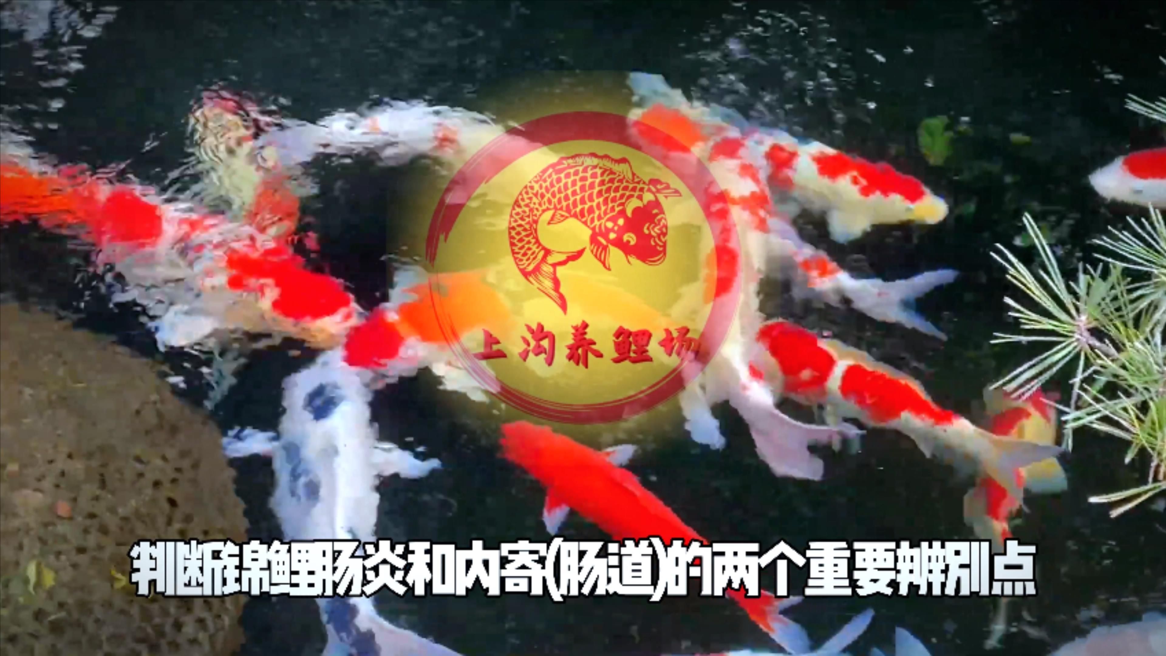 怎樣判斷魚得了內寄還是腸炎，如何判斷魚類內寄生蟲感染與細菌性腸炎