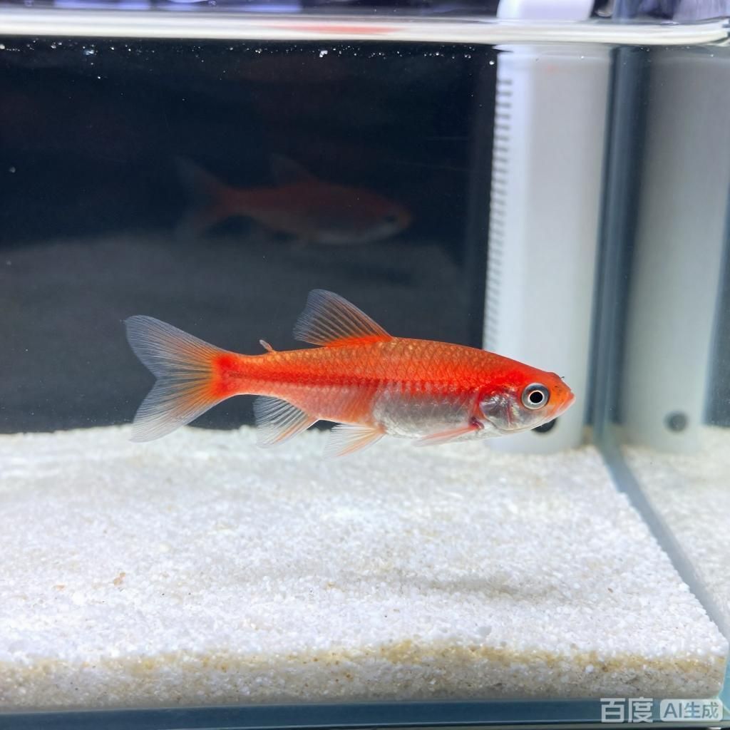 正品紅龍魚幼苗2~3cm的，正品紅龍魚幼苗2~3cm