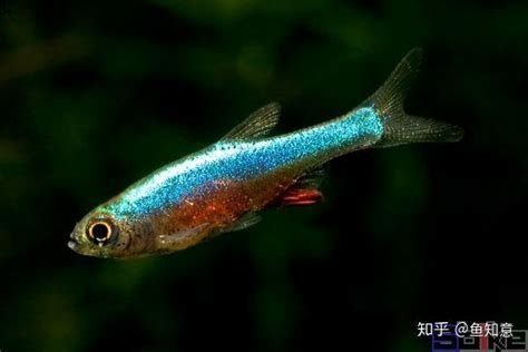 小型魚，關于小型魚的詳細解析
